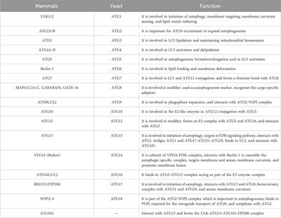 Traditional Chinese medicine and its active substances reduce vascular injury in diabetes via regulating autophagic activity